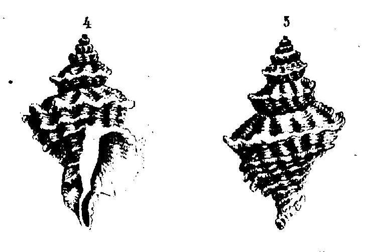 Coralliophidae da identificare